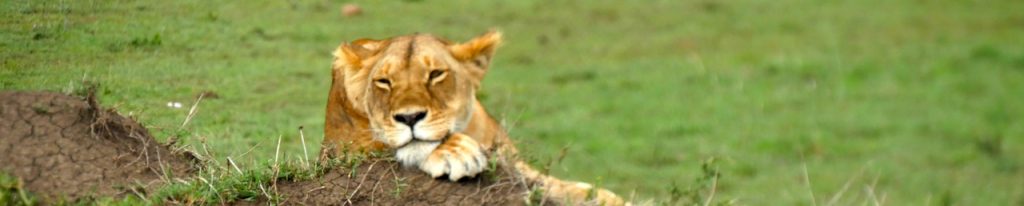 Leone Masai Mara
