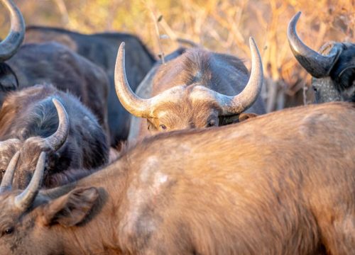 Buffalo Springs