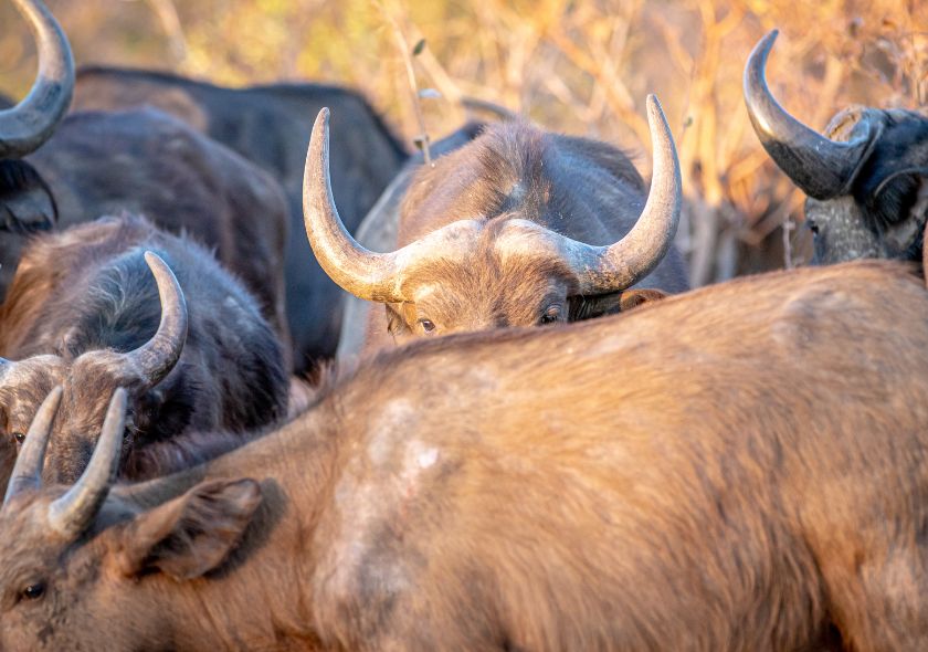 Riserva nazionale di Buffalo Springs