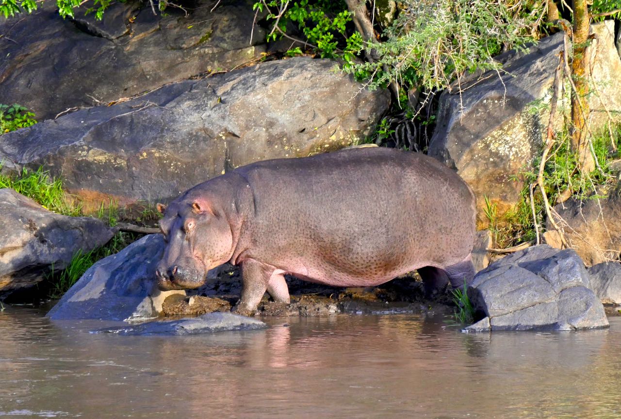 Ippopotamo Safari Big Five