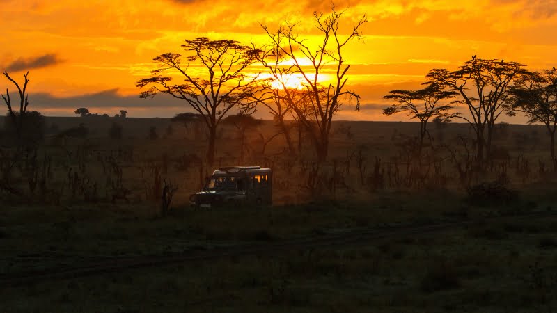 Safari notturno