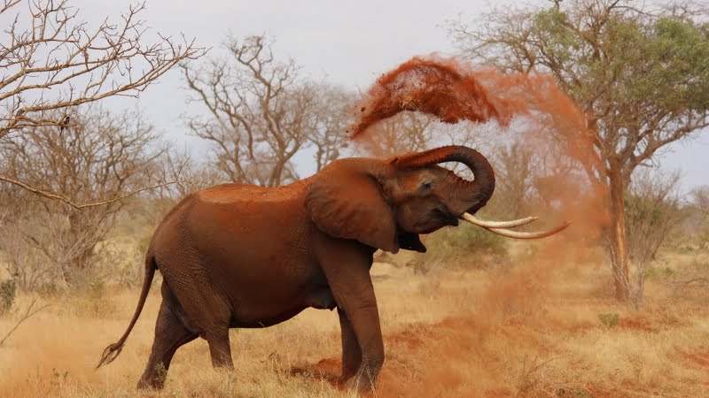 Safari degli elefanti rossi