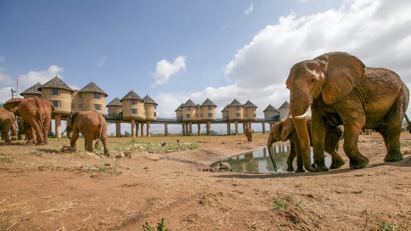 Alloggio su palafitte con vista sulla pozza d’acqua per animali: Saltlick Safari Lodge