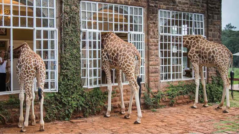 Soggiornare al Giraffe hotel kenya