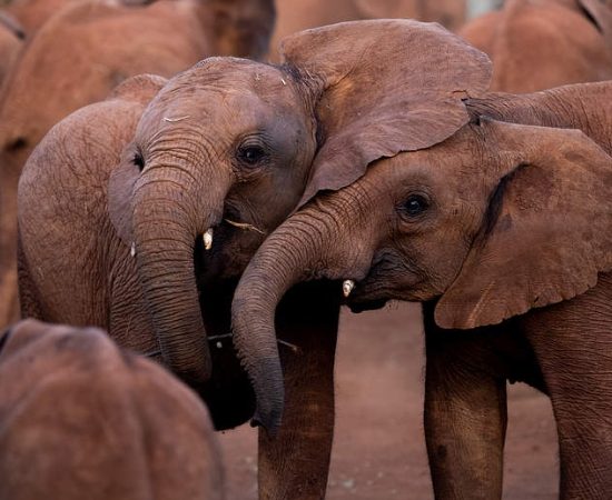 Cura dell'elefante