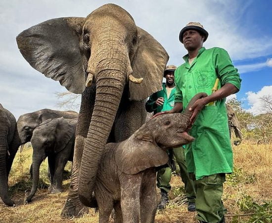 Cura dell’elefante