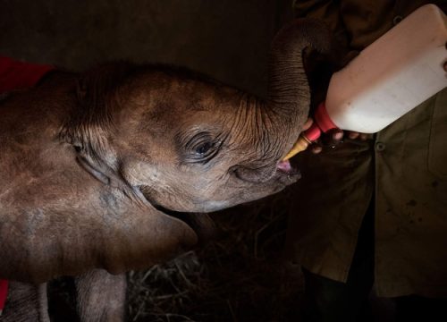 Le 10 attività imperdibili del Kenya