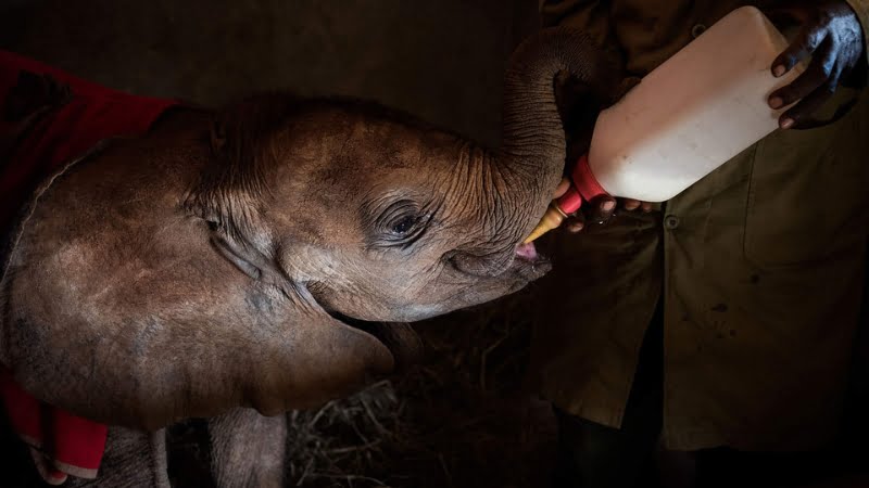 Visitare il David Sheldrick Wildlife Trust