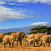 Amboseli Kenya