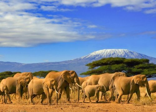 Qual è il safari più bello in Kenya?