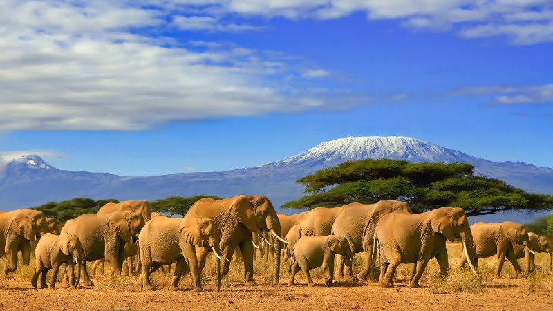 Amboseli Kenya