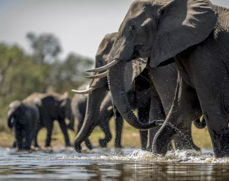 Die Tiere Kenias