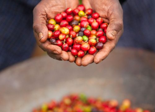 Caffè del Kenya