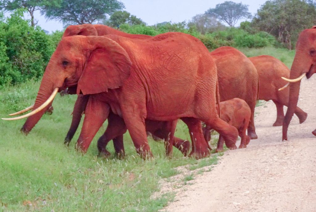 Parco Tsavo Elefante rosso