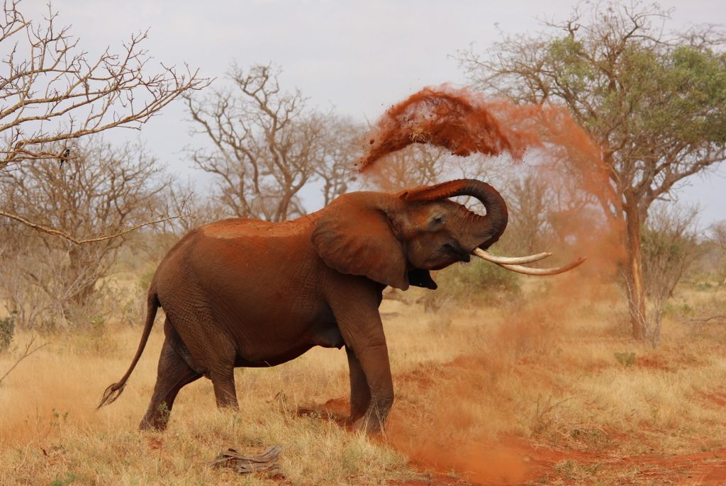 Parco Tsavo Elefante rosso