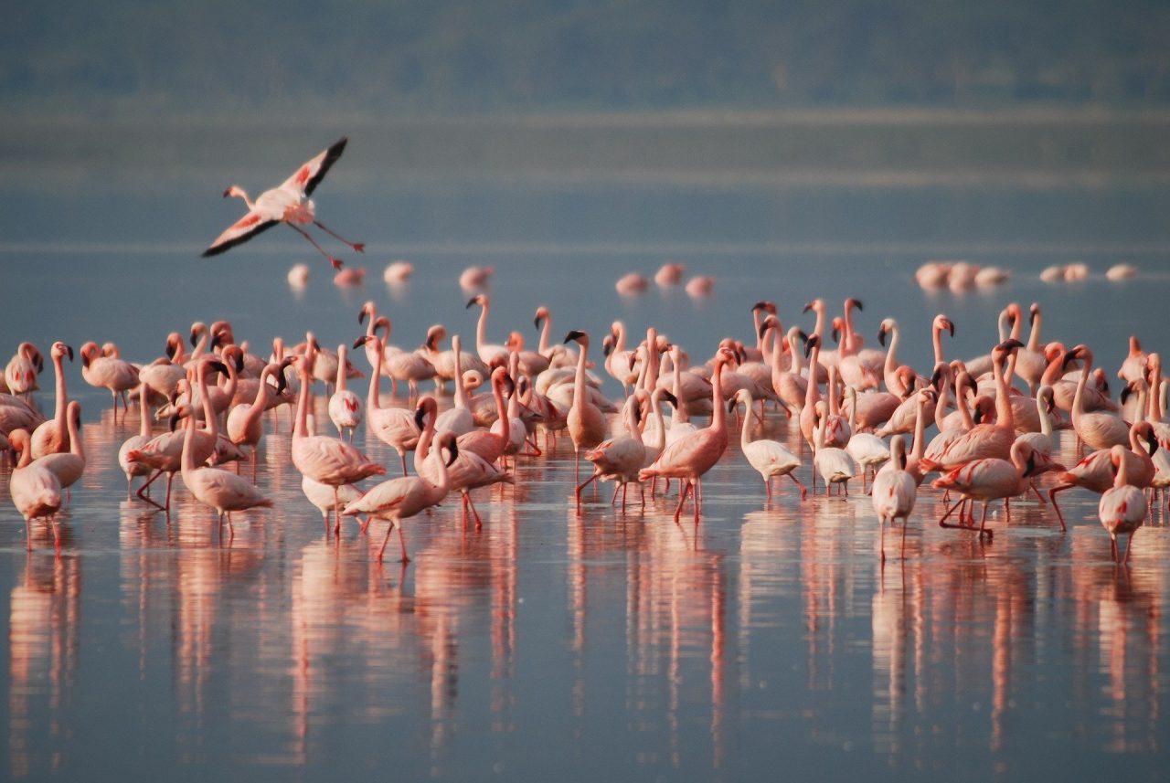 Lago Naivasha