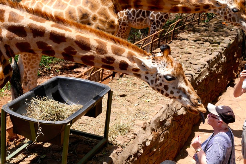Giraffe Center