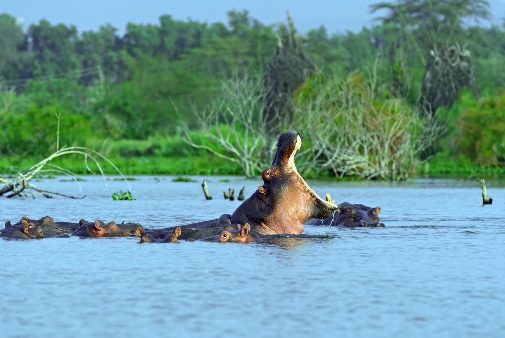 Lago Naivasha