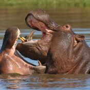Flusspferd Amboseli-Nationalpark