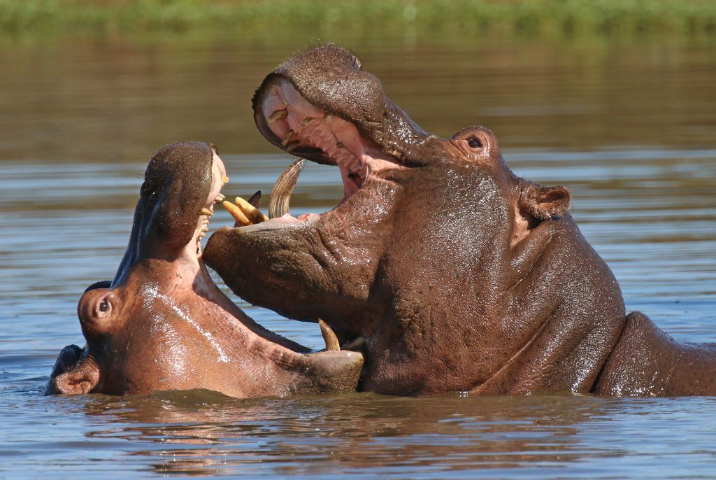 Flusspferd Amboseli-Nationalpark