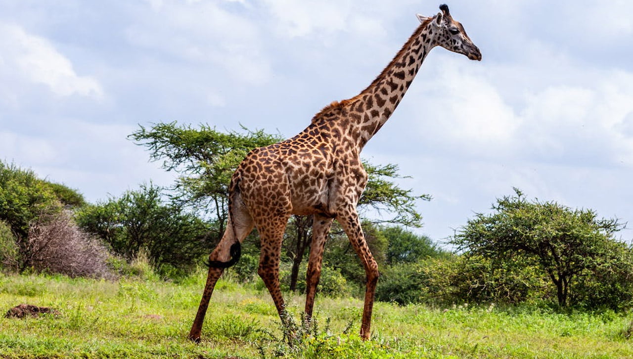 Parc national d'Amboseli