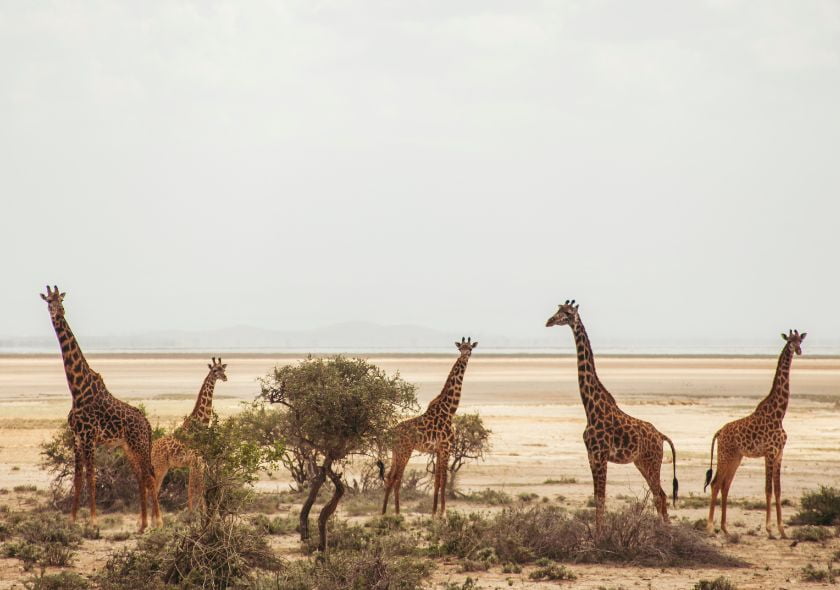 Nationalpark Amboseli