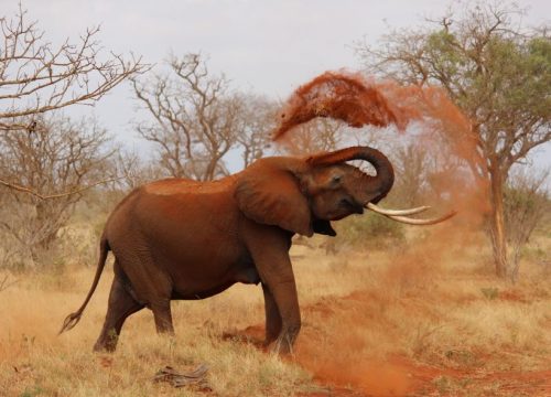 Elephants rouge