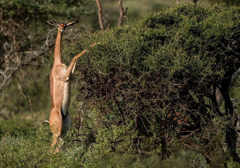Riserva nazionale di Samburu