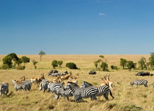 Masai Mara