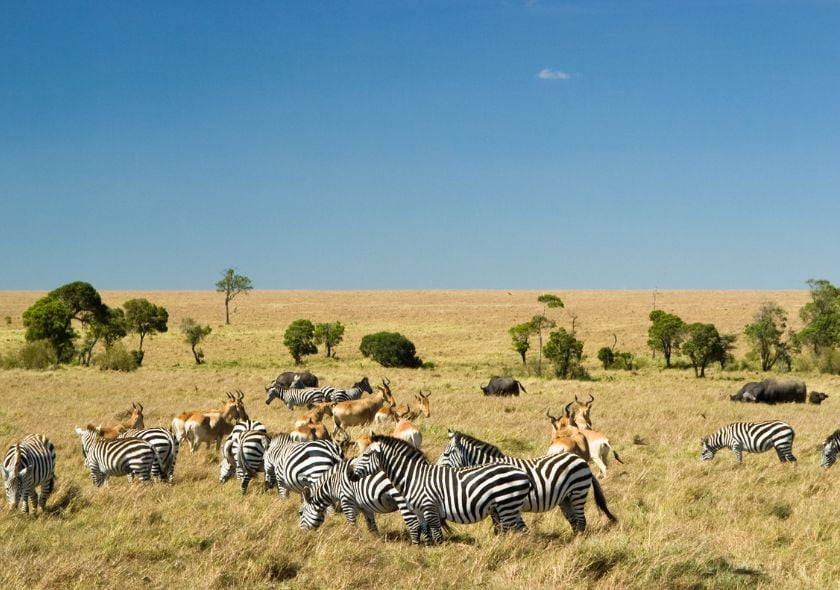 Riserva nazionale del Masai Mara