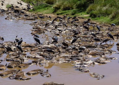 Oiseaux