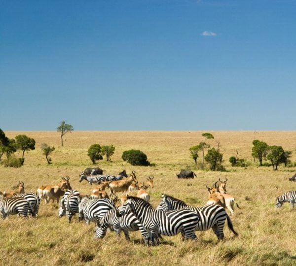 Safari Kenia Großer Park