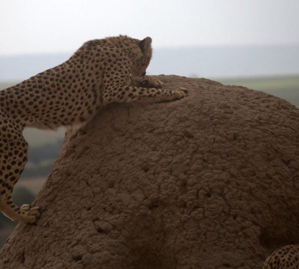 Safari Kenia Großer Park