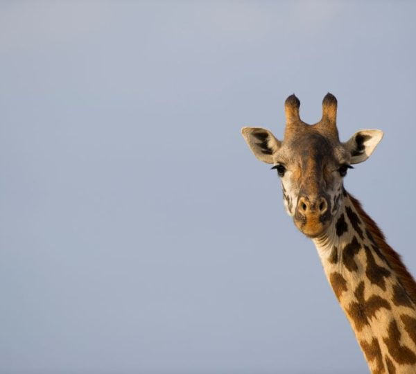 Safari Kenia Großer Park