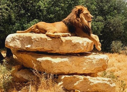 Safari dei grandi parchi del Kenya
