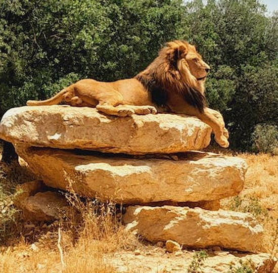 Safari dei grandi parchi del Kenya