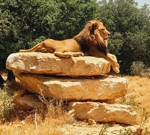 Safari dei grandi parchi del Kenya