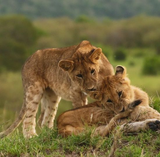 Safari Meraviglie del Kenya