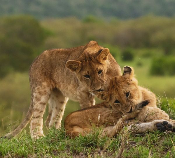Safari Meraviglie del Kenya