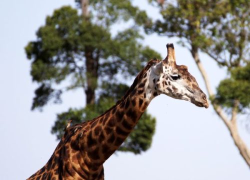 Girafe