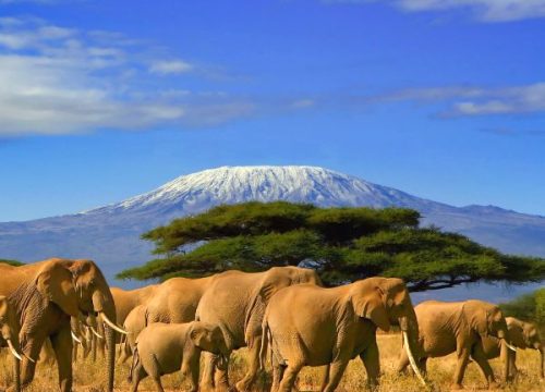 Dove vedere il Kilimanjaro in Kenya?