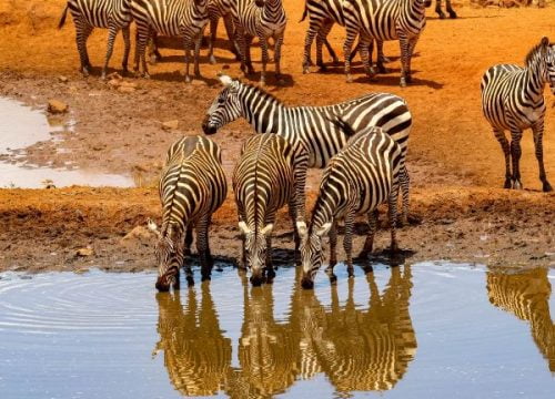 Zebra